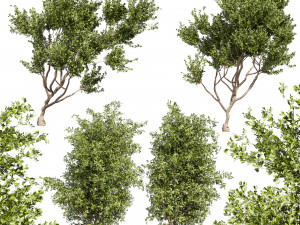 Collection plant vol 536 - tree - outdoor - Urban environment 3D Модель