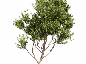 Collection plant vol 536 - tree - outdoor - Urban environment Model 3D