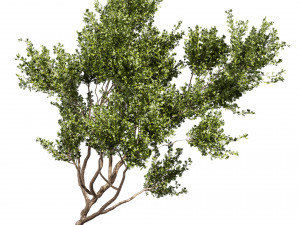 Collection plant vol 536 - tree - outdoor - Urban environment Model 3D