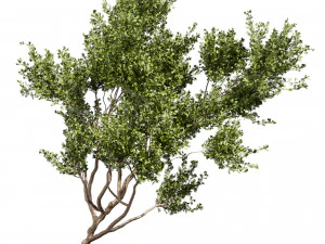 Collection plant vol 536 - tree - outdoor - Urban environment 3D Model