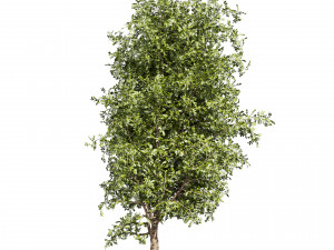 Collection plant vol 536 - tree - outdoor - Urban environment Model 3D
