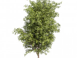 Collection plant vol 536 - tree - outdoor - Urban environment Model 3D