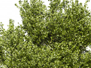 Collection plant vol 536 - tree - outdoor - Urban environment Model 3D