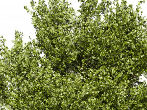 Collection plant vol 536 - tree - outdoor - Urban environment 3D Model
