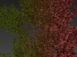 Collection plant vol 536 - tree - outdoor - Urban environment Model 3D