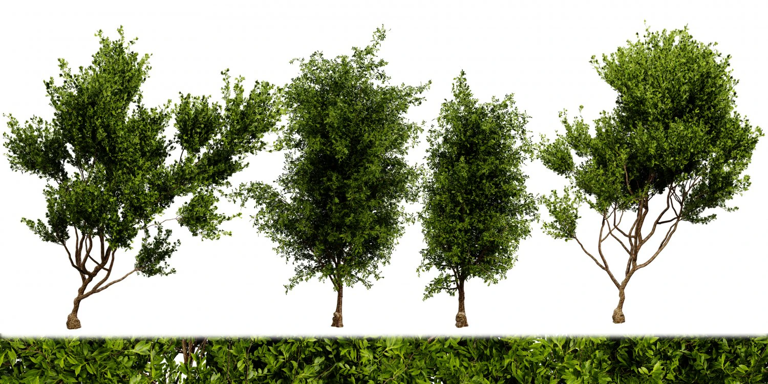 Collection plant vol 536 - blender model 3D Model .c4d .max .obj .3ds .fbx .stl .blend 
