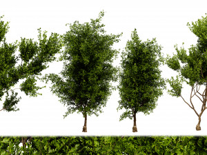 Collection plant vol 536 - blender model 3D Модель