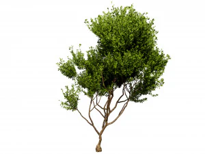 Collection plant vol 536 - blender model 3D Model