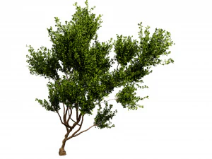 Collection plant vol 536 - blender model 3D Model
