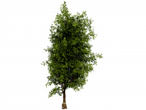 Collection plant vol 536 - blender model Modello 3D