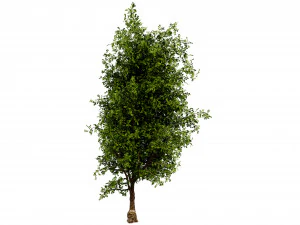 Collection plant vol 536 - blender model 3D Model