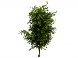 Collection plant vol 536 - blender model Modello 3D