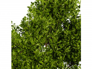 Collection plant vol 536 - blender model Modello 3D