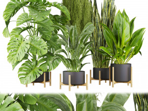 Collection plant vol 537 - banana - peace lily - palm - hanging 3D Модель