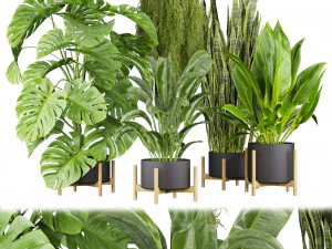 Planta de cole&ccedil;&atilde;o vol 537 - banana - l&iacute;rio da paz - palmeira - pendurada Modelo 3D