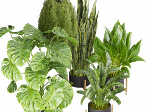 Collection plant vol 537 - banana - peace lily - palm - hanging Modèle 3D