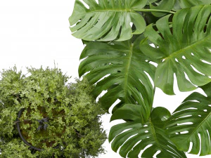 Collection plant vol 537 - banana - peace lily - palm - hanging 3D Model