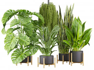 Collection plant vol 537 - banana - peace lily - palm - hanging 3D Model