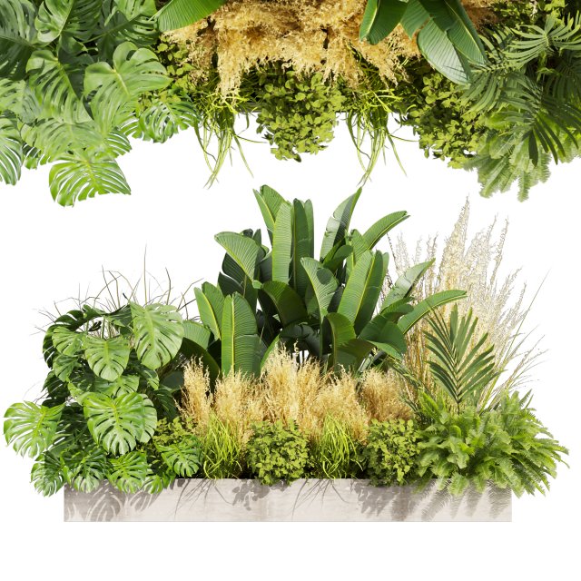 Collection plant vol 539 - garden - pampas - banana - mostera 3D Model .c4d .max .obj .3ds .fbx .stl .blend