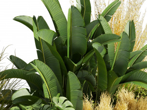 Collection plant vol 539 - garden - pampas - banana - mostera 3D Model