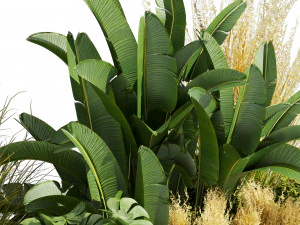 Collectie plant deel 539 - tuin - pampa's - banaan - monstera 3D Model