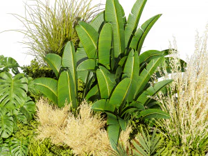 Collectie plant deel 539 - tuin - pampa's - banaan - monstera 3D Model