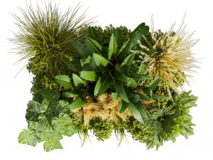Collection plant vol 539 - garden - pampas - banana - mostera 3D Model
