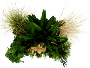 Collection plant vol 539 - blender model Modello 3D