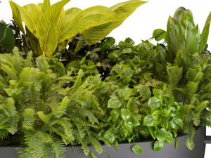 Collection plant vol 540 - chandelier - ampelous - ivy - pothos 3D Model