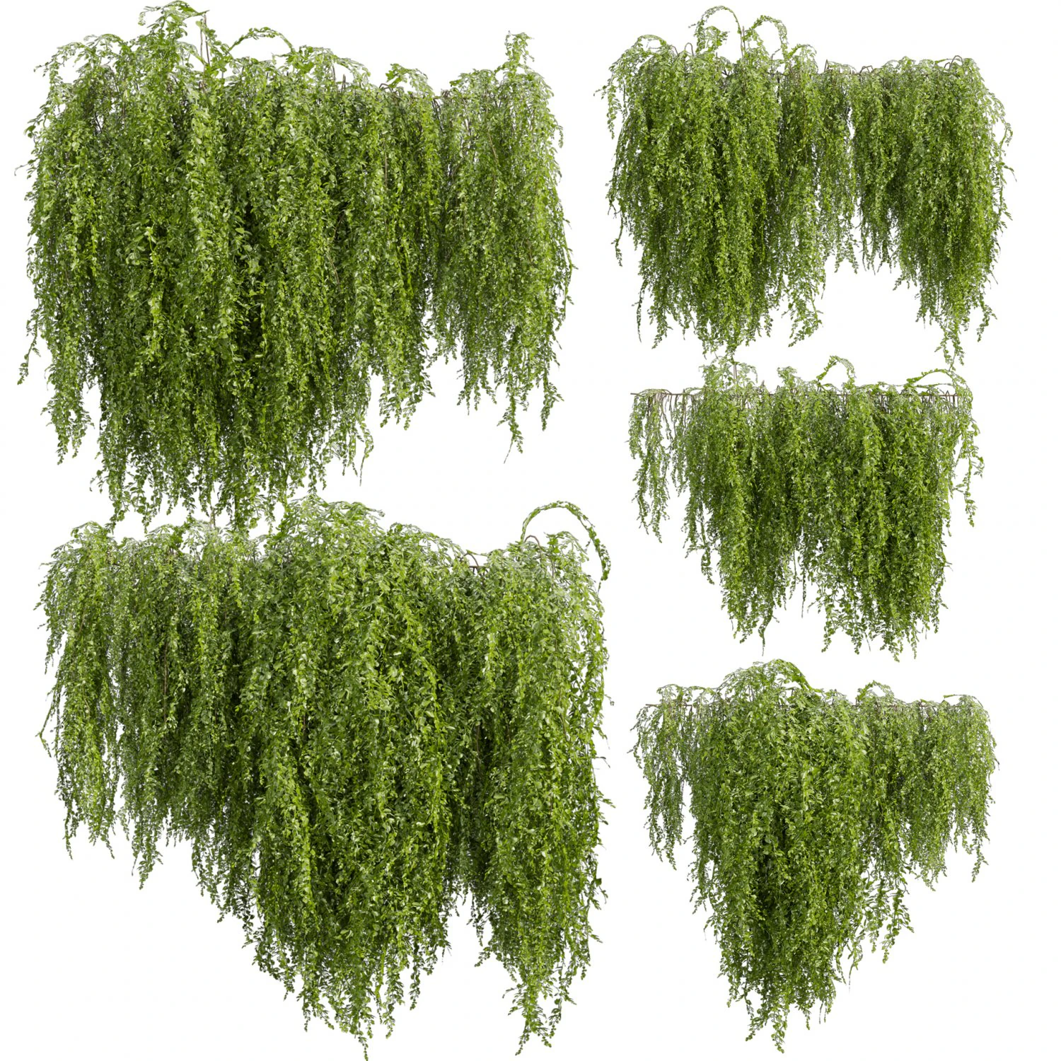 Collection plant vol 541 - bush - Outdoor - ivy 3D Model .c4d .max .obj .3ds .fbx .stl .blend 