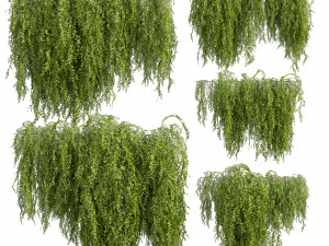 Collection plant vol 541 - bush - Outdoor - ivy 3D Модель