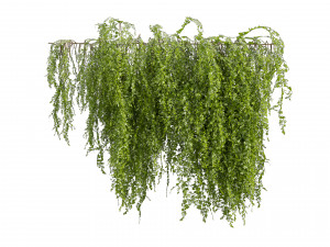 Collection plant vol 541 - bush - Outdoor - ivy 3D 모델