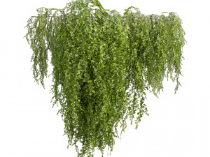 Collection plant vol 541 - bush - Outdoor - ivy 3D 모델