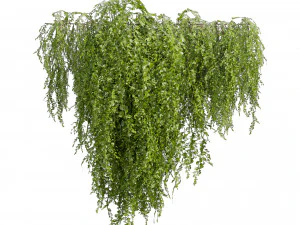 Collection plant vol 541 - bush - Outdoor - ivy 3D Model
