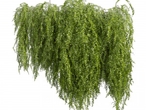 Collection plant vol 541 - bush - Outdoor - ivy 3D 모델