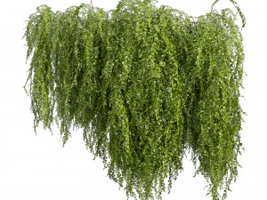 Collection plant vol 541 - bush - Outdoor - ivy 3D Model