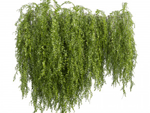 Collection plant vol 541 - bush - Outdoor - ivy 3D 모델