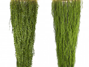 Collection plant vol 542 - ampelous - column - ivyv - fitowall 3D 模型
