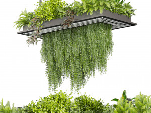 Collection plant vol 543 - ampelous - ivy - bush 3D Модель
