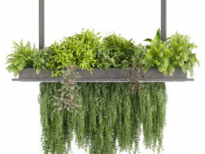 Collection plant vol 543 - ampelous - ivy - bush 3D 模型
