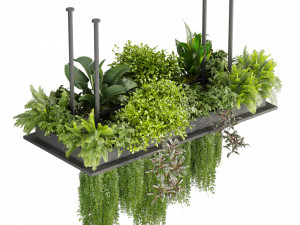 Collection plant vol 543 - ampelous - ivy - bush 3D 模型