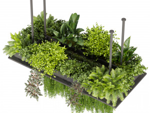 Collection plant vol 543 - ampelous - ivy - bush 3D 模型