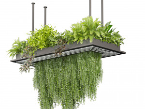 Collection plant vol 543 - ampelous - ivy - bush 3D 模型