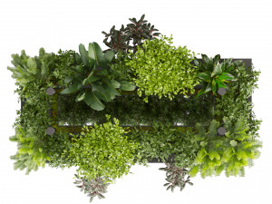 Collection plant vol 543 - ampelous - ivy - bush 3D 模型