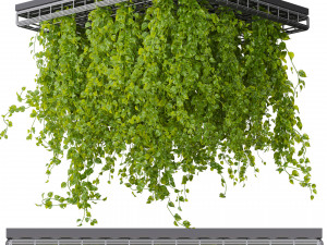 Collection plant vol 545 - ampelous - hanging - False Ceiling - tileable 3D Модель