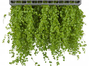Collection plant vol 545 - ampelous - hanging - False Ceiling - tileable 3D Model