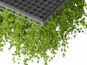 Collection plant vol 545 - ampelous - hanging - False Ceiling - tileable 3D Model