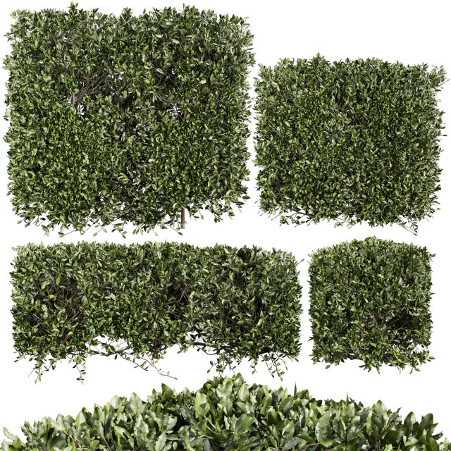 Collection plant vol 546 - bush - ivy - laurus - nobilis 3D Model .c4d .max .obj .3ds .fbx .stl .blend 