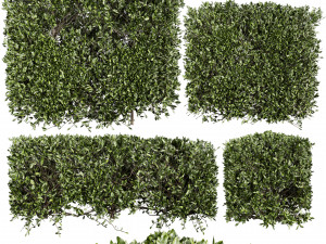 Collection plant vol 546 - bush - ivy - laurus - nobilis 3D Модель