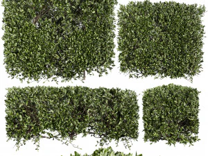 कलेक्शन प्लांट वॉल्यूम 546 - बुश - आइवी - लौरस - नोबिलिस 3D मॉडल